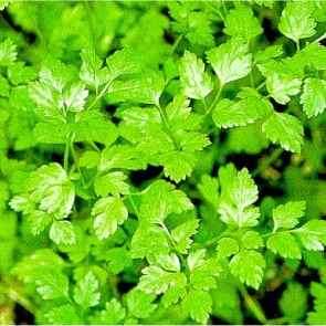 CHERVIL SEEDS - 100 CHERVIL HERB SEEDS